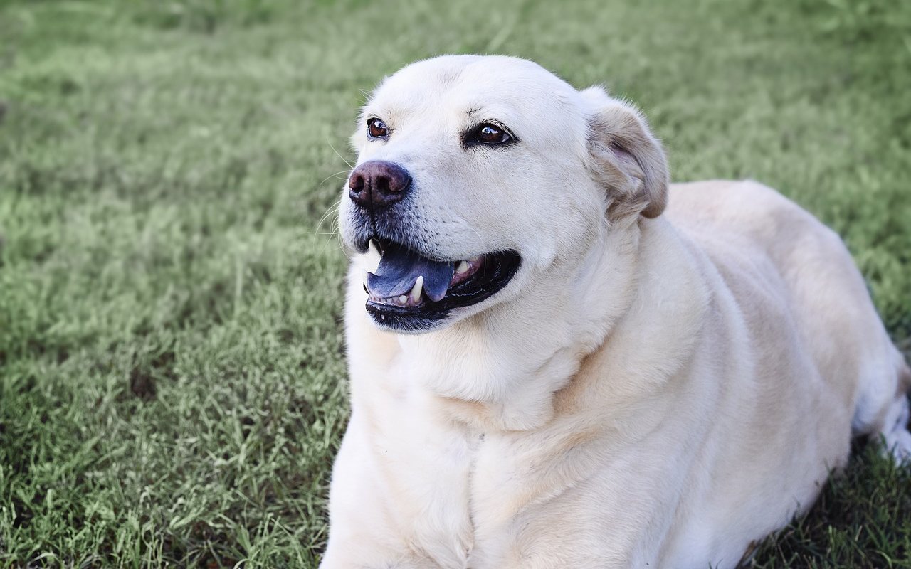 cane bianco che ringhia