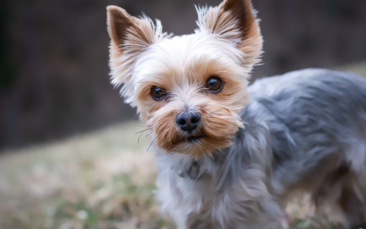 esemplare di yorkshire terrier con il pelo tagliato