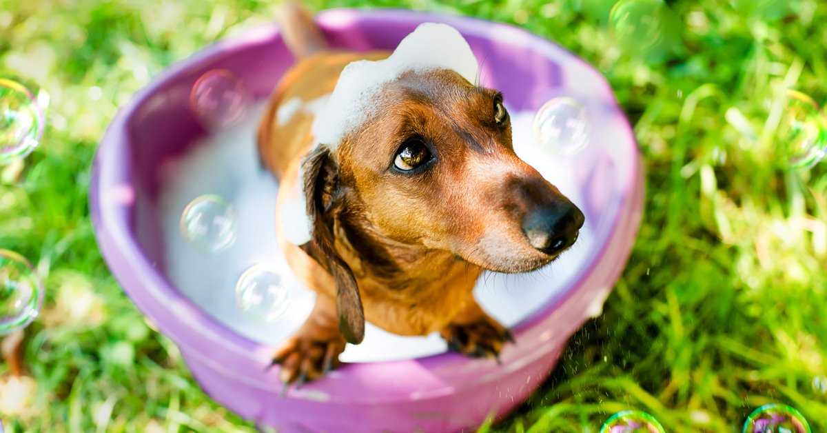 Cosa c’è nei prodotti per la cura (e la pulizia) dei cani?