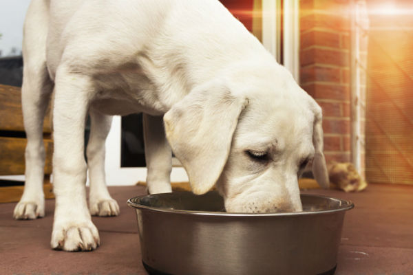 cane che mangia da ciotola