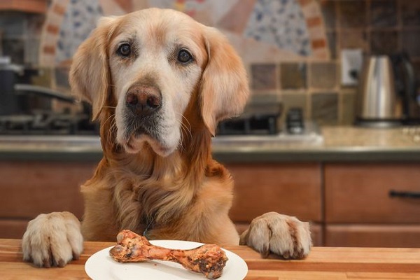 cane davanti a osso di pollo