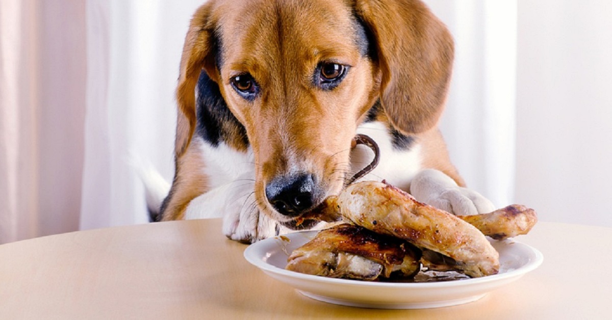 Ricetta con cosce di pollo e verdure per cani, facile e gustosa