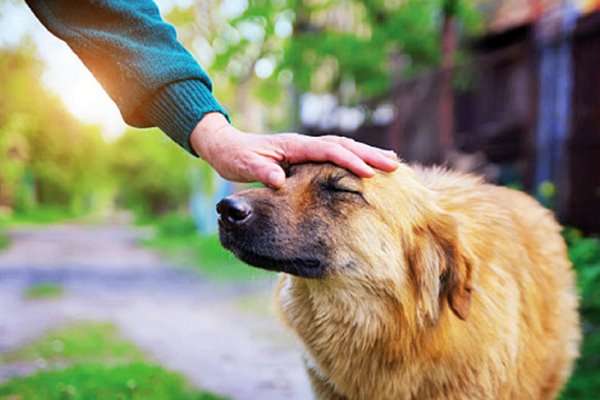 accarezzare il cane