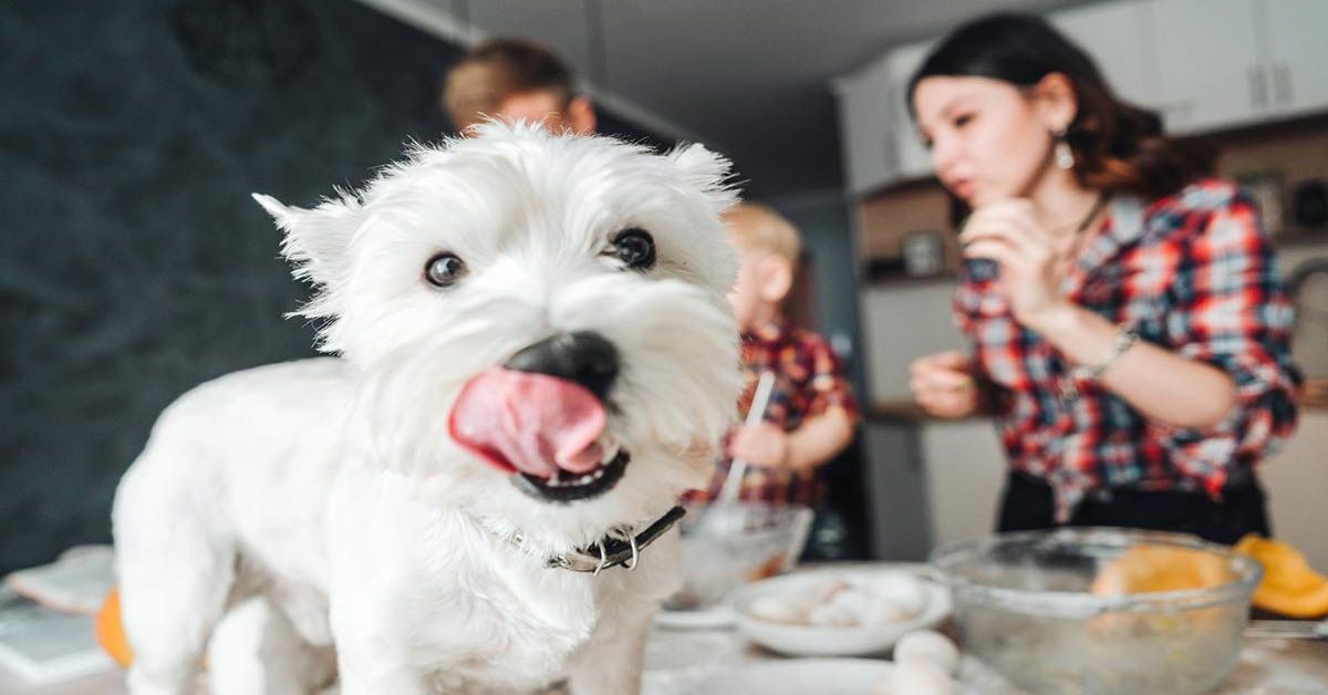 Come insegnare al cane a stare fuori dalla cucina