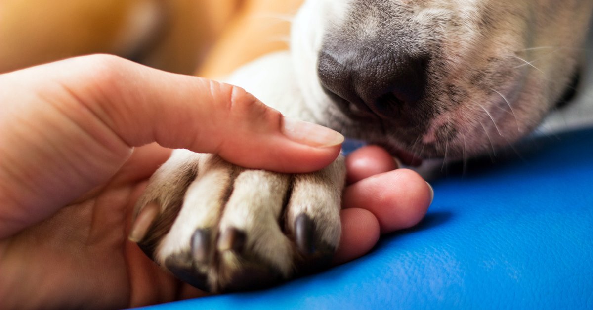 Cura della zampa del cane, consigli per tutto l’anno