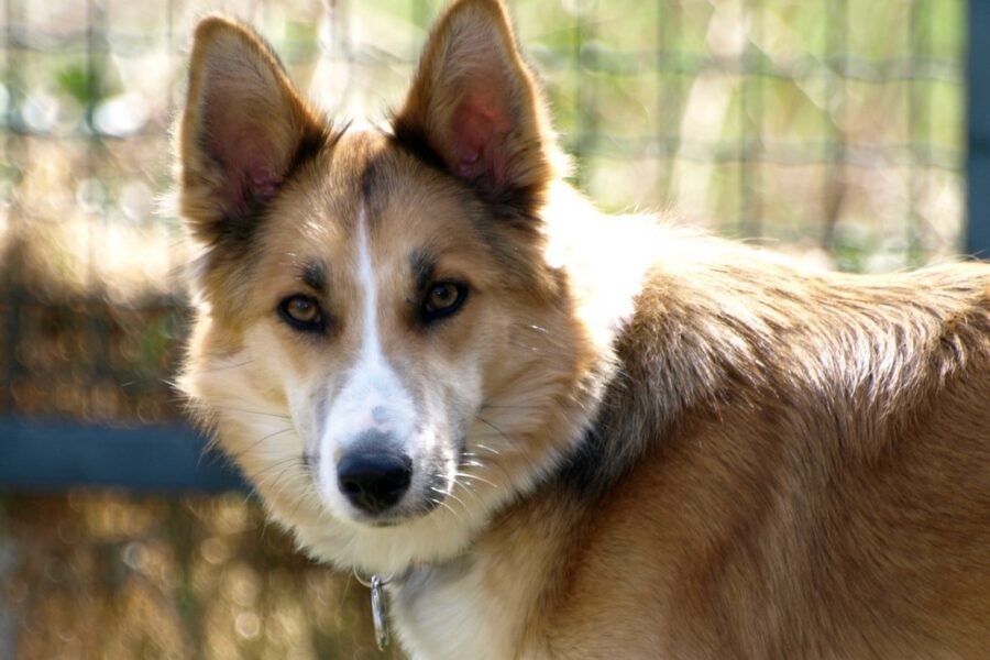 cane che somiglia a un lupo