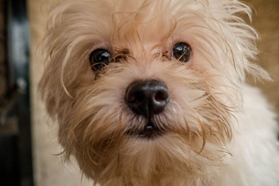 cane bianco di piccola taglia