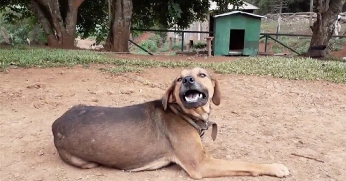 Dei cani ricevono circa 100 cucce donate da un gruppo di lavoratori