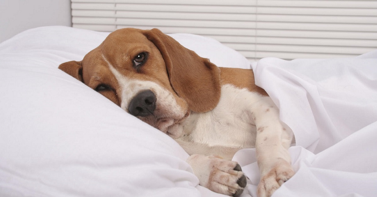 Disturbi delle cellule staminali nel cane, cosa sapere