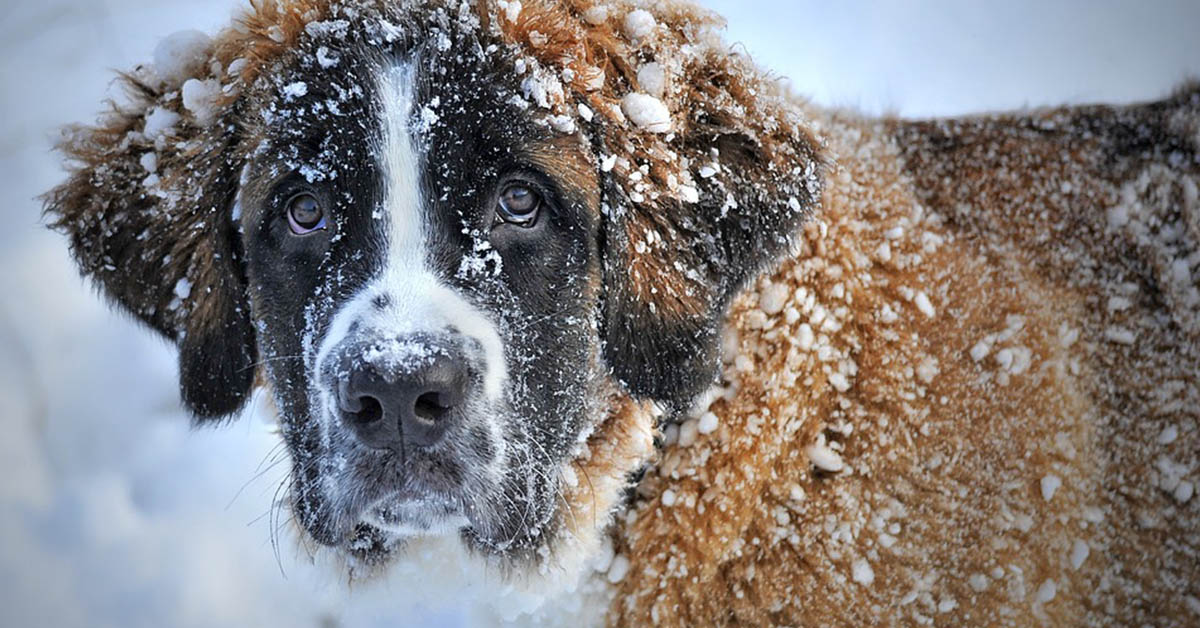 I cani si accorgono di avere le zampe fredde?