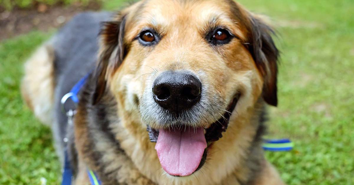 Come insegnare al cane a strisciare, velocemente