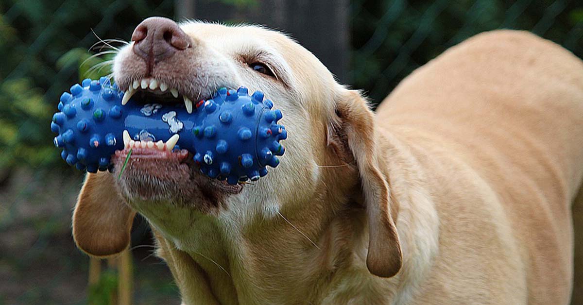 Perché il cane è ossessionato dal suo giocattolo da masticare?