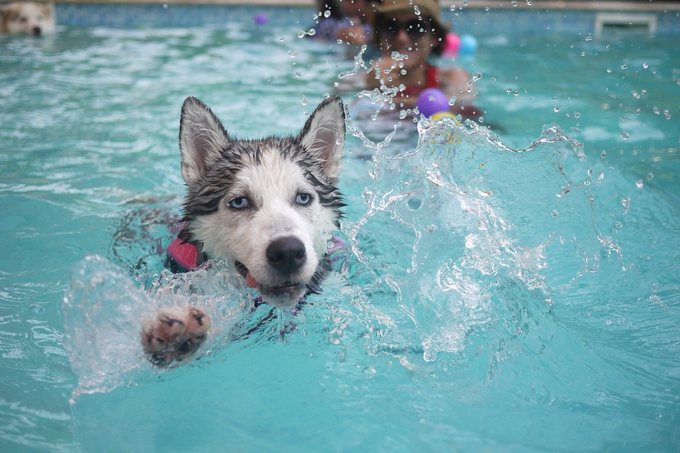 I cani sentono gli odori attraverso l'acqua oppure no?