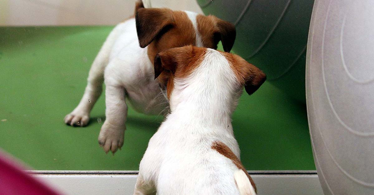 I cani hanno coscienza di loro stessi? Sanno cosa sono?