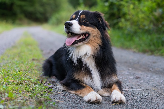 Come insegnare al cane a strisciare, velocemente