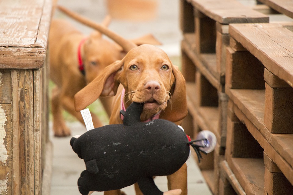 Giochi brevi con il cane: passatempi da 15 minuti per divertirsi in due