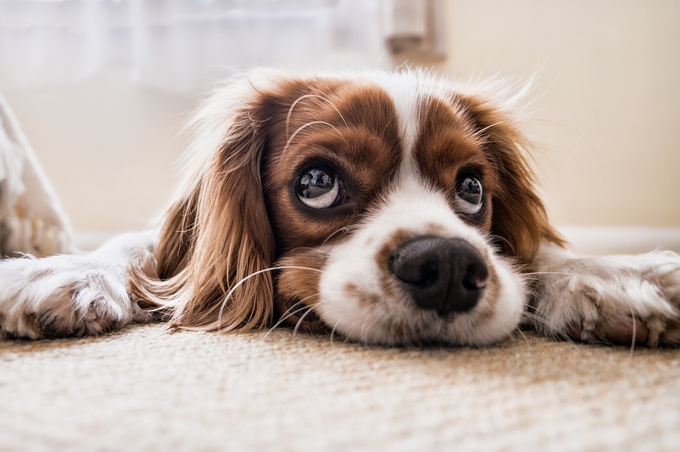 Cane che dorme sul pavimento: perché è meglio che eviti