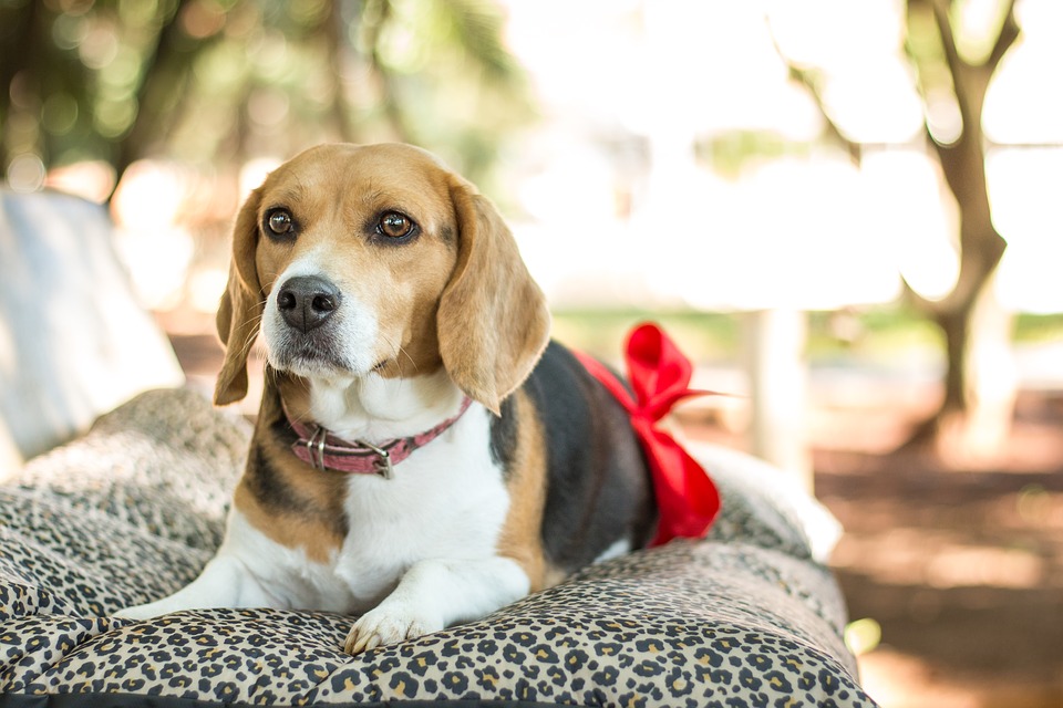 Esercizi per cani incinta: movimento sano (e senza rischi)