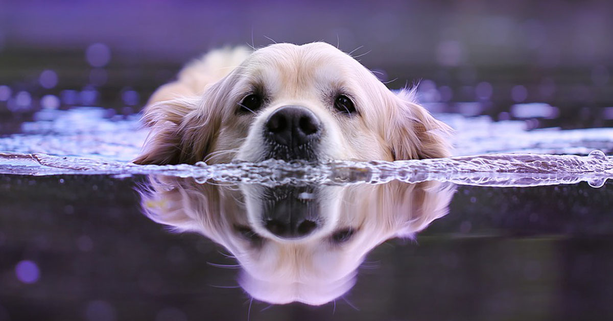 I cani sentono gli odori attraverso l’acqua oppure no?