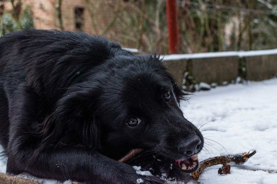 cane nero che mastica