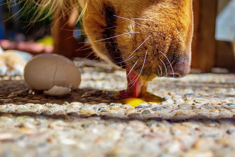 Come insegnare a un cane a non mangiare la terra