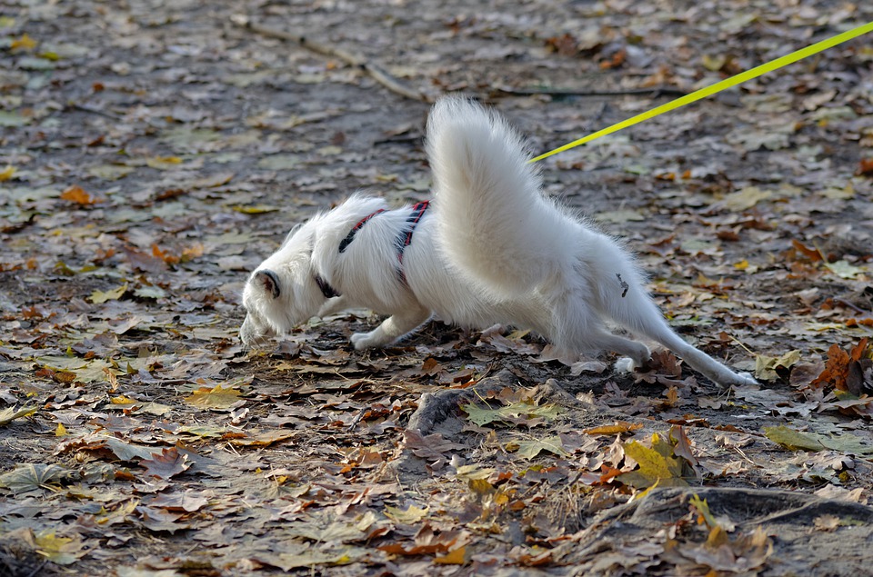 Come insegnare a un cane a non mangiare la terra