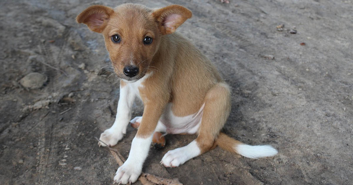 Come insegnare a un cane a non mangiare la terra