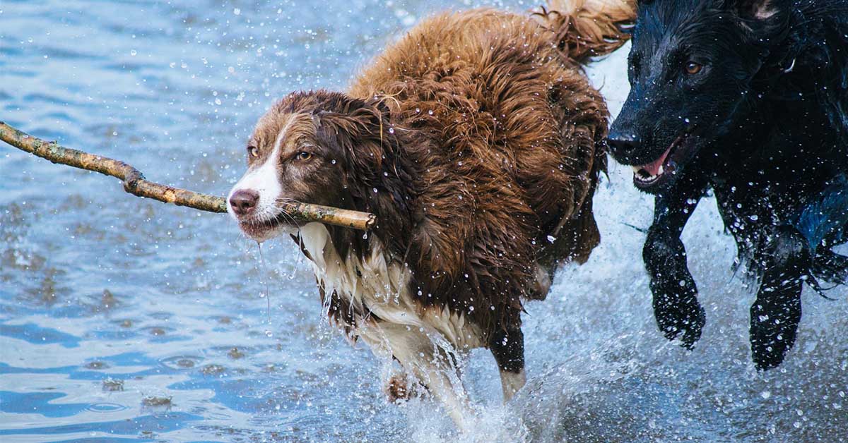 Il cane gioca o si fa male? Ecco come capirlo