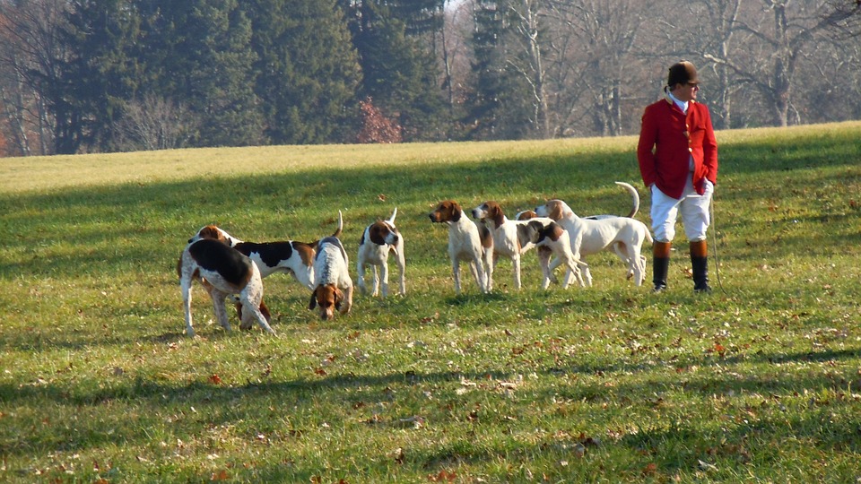 I cani sentono gli odori dei fossili? O solo alcuni di loro possono?