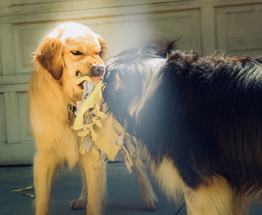 9 miti sull'aggressività del cane assolutamente da sfatare