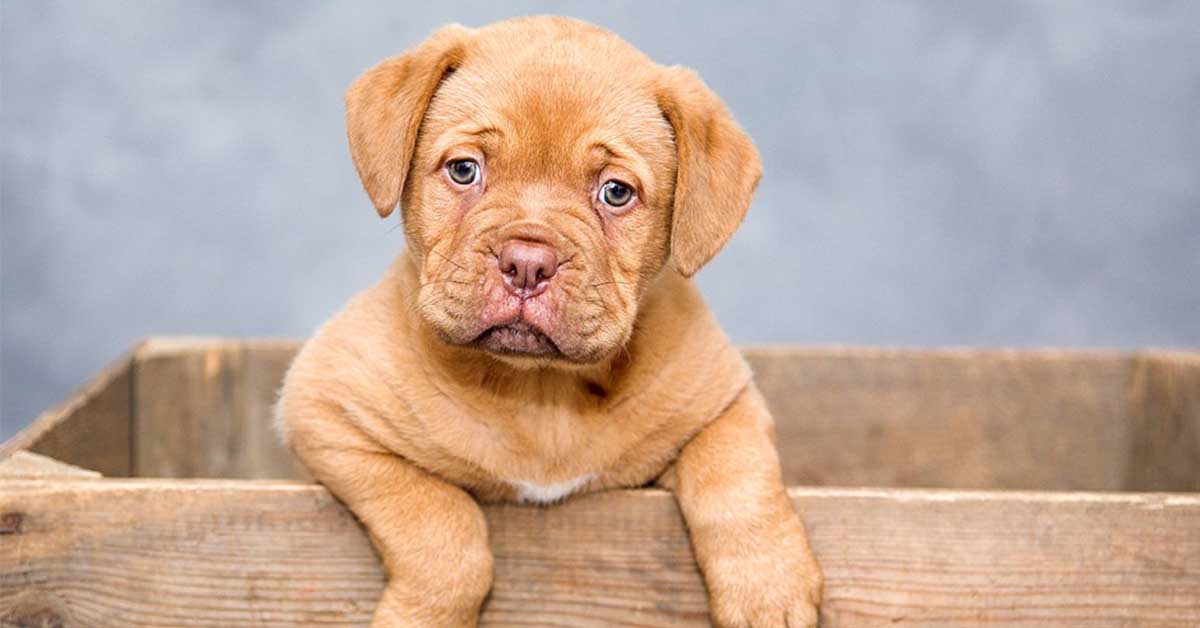 Provenienza del cane: perché è importante sapere tutto sulle origini di Fido