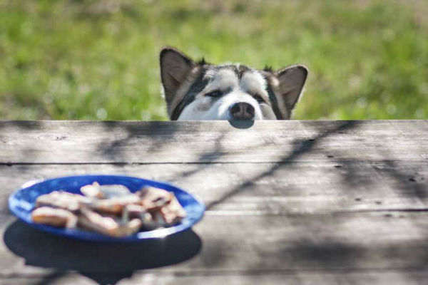 cane che guarda