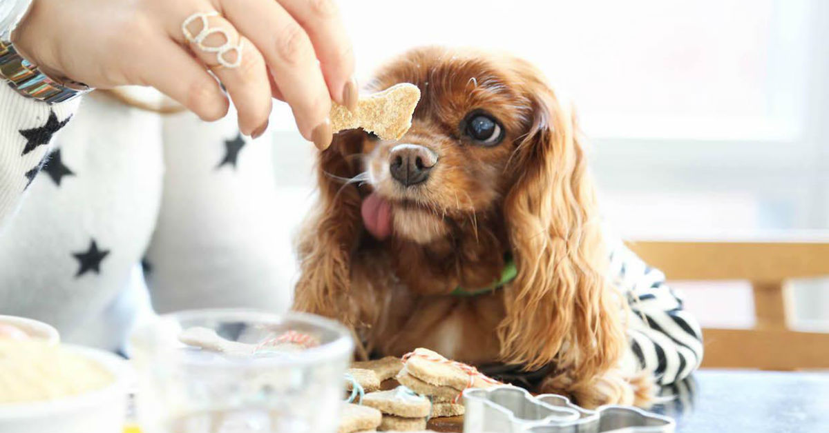 Dolcetti ai mirtilli per cani: gli snack buoni e salutari per Fido