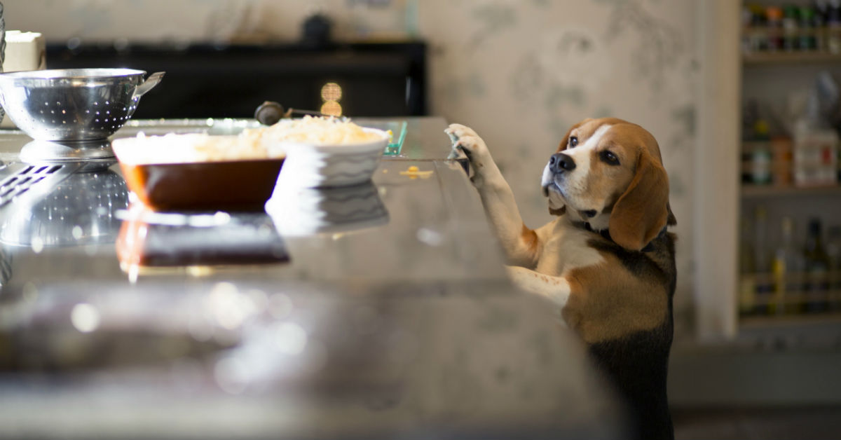 Dolcetti integrali al burro d’arachidi per cani, come farli in pochi passi