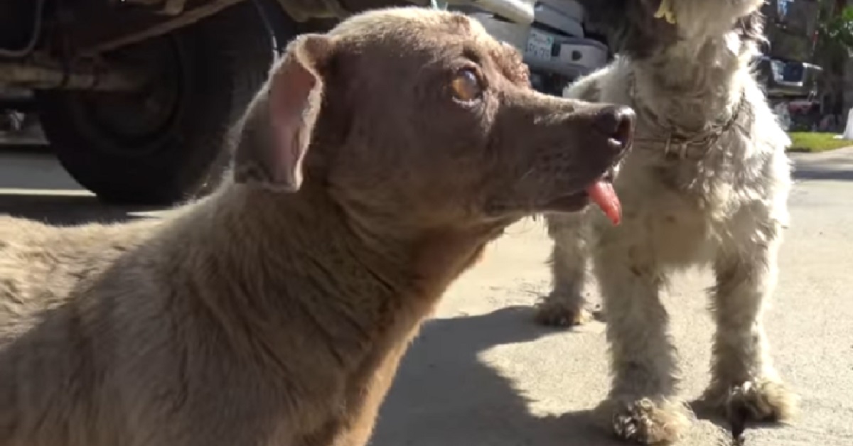 Due cani, abbandonati a loro stessi, sono sopravvissuti al peggio