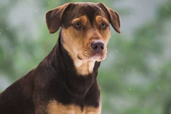 Il mio cane a quattro zampe