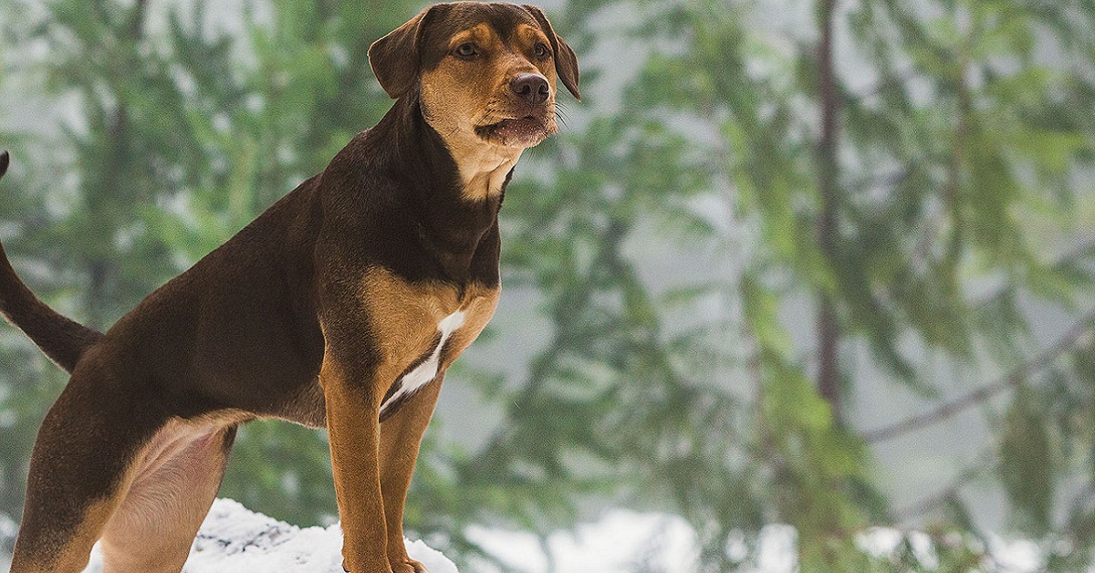 10 film sui cani che fanno piangere (e abbracciare forte Fido)