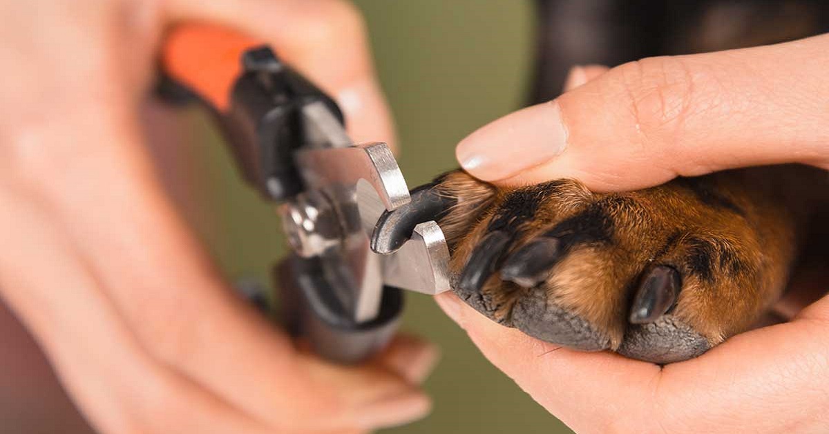 Forbici unghie per il cane: l’accessorio ideale per le zampe di Fido