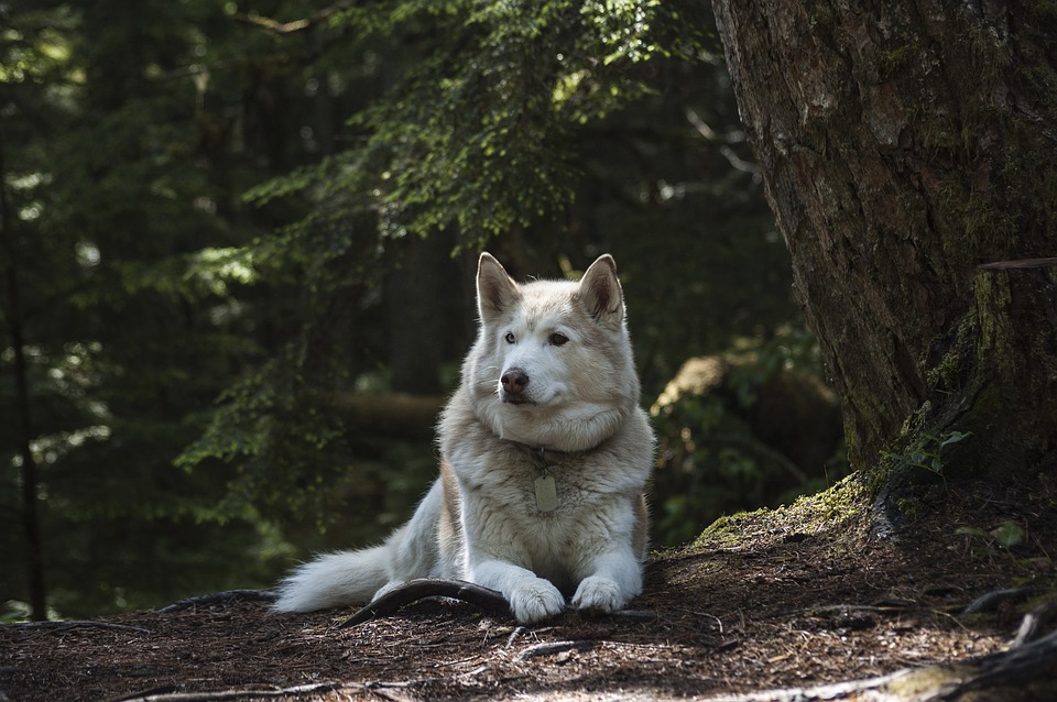 Come insegnare a un cane a non mangiare la terra