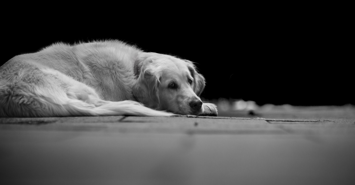 Forlì, abbandono del cane nel centro commerciale ripreso dalle telecamere