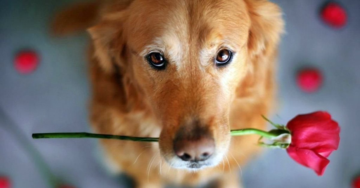 Frasi Sui Cani Amore E Dolori Una Raccolta Di Perle