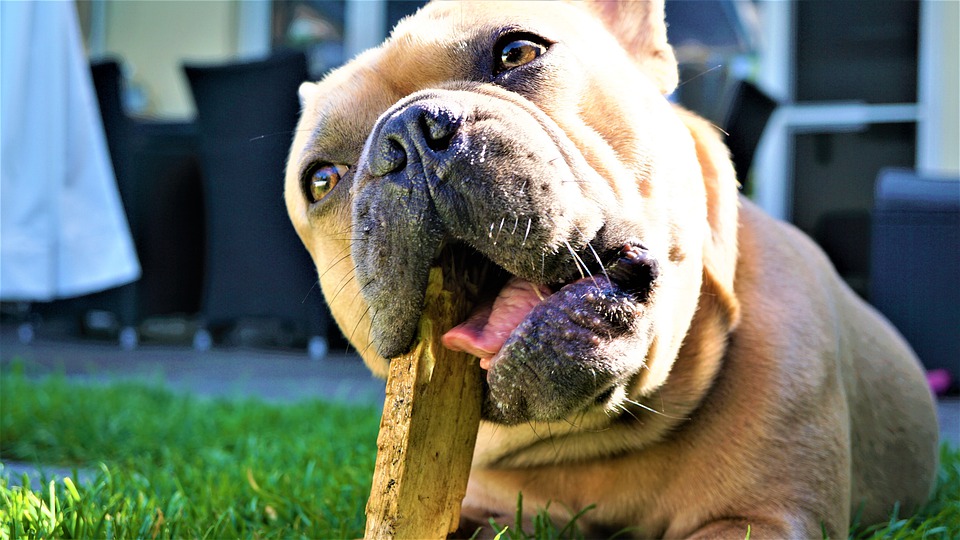 cane bull dog che mastica