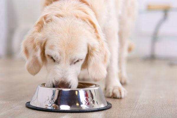 cane che mangia