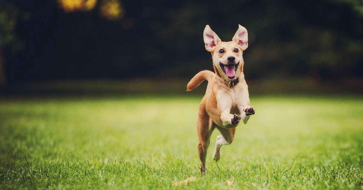 Fumare erba accanto ai cani è dannoso? Cosa può succedergli?