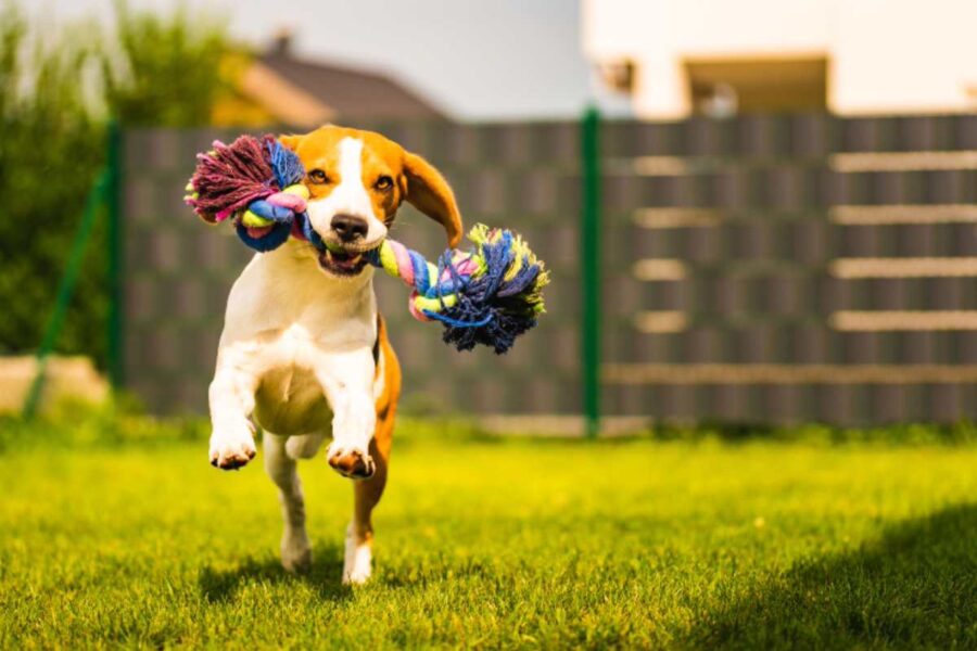 cane che corre in giardino