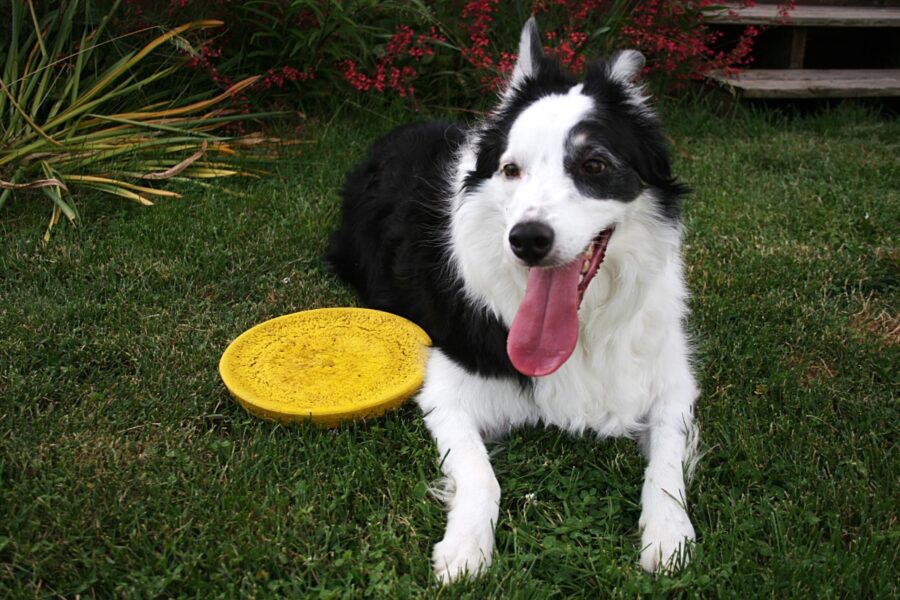 cane con il frisbee