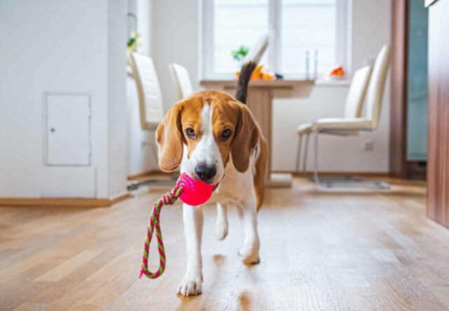 Come giocare correttamente con il cane