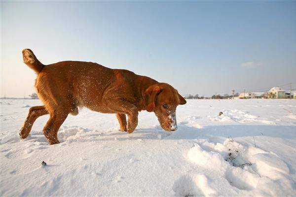 cane gioca sulla neve