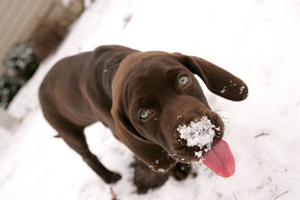 cane con la neve sul naso