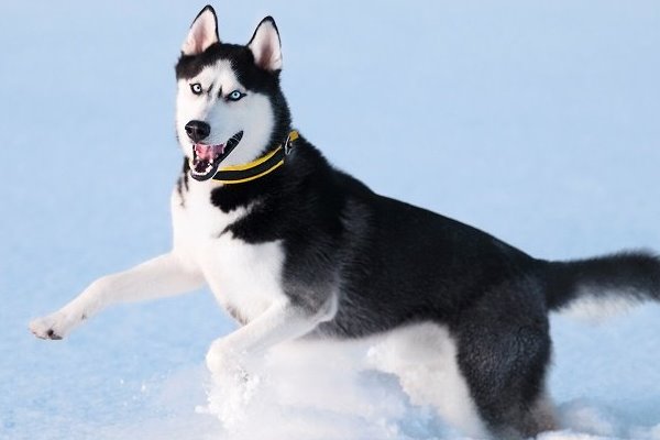 cane husky